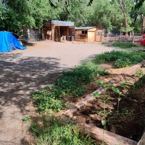 Outdoor Garden